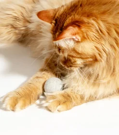 Balle interactive pour chats
