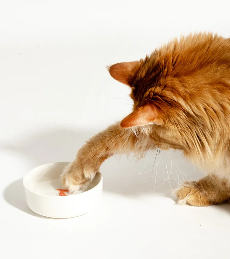 Gamelle leurre poisson pour chats