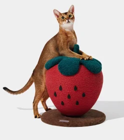 Griffoir fraise pour chats