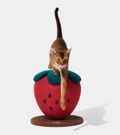Griffoir fraise pour chats