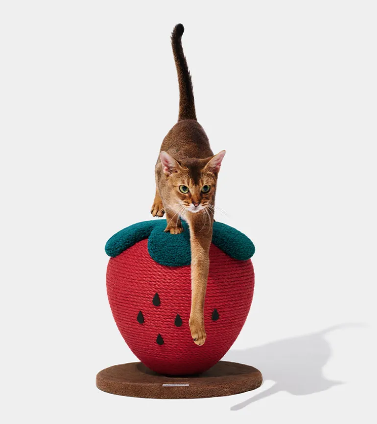 Griffoir fraise pour chats