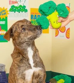 Jouet de flair pour chiens - Brocoli