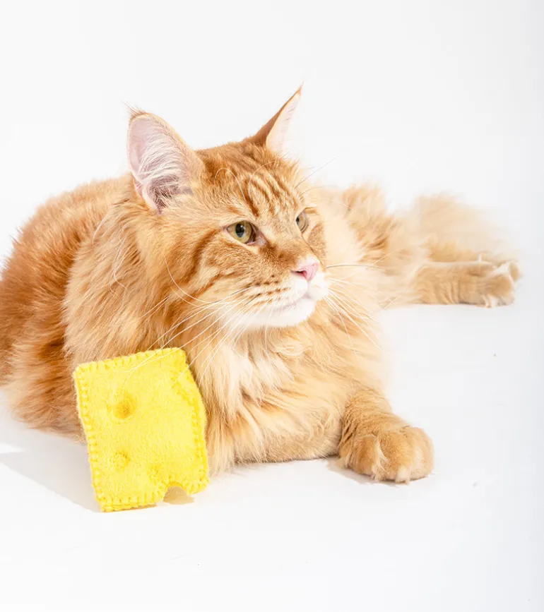 Jouet gourmand pour chats