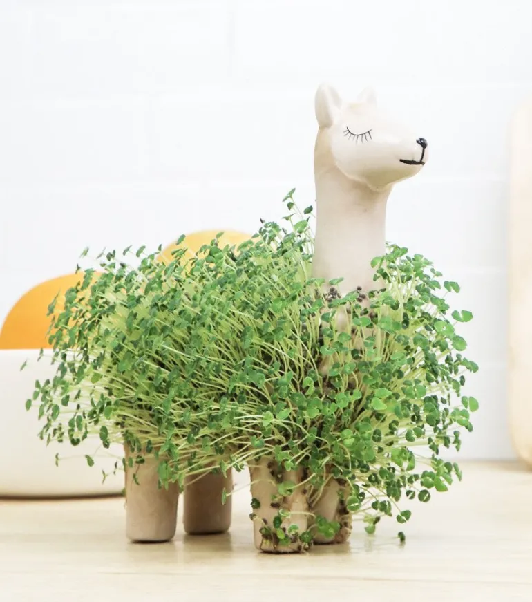 Lama à faire pousser