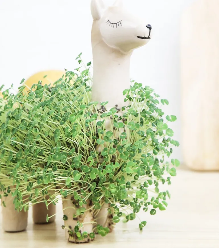 Lama à faire pousser