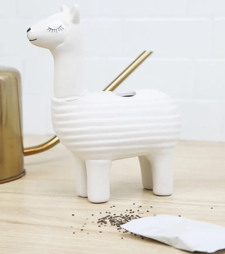 Lama à faire pousser