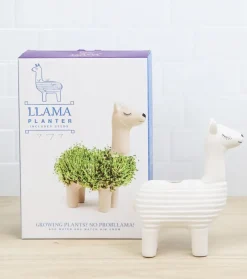 Lama à faire pousser