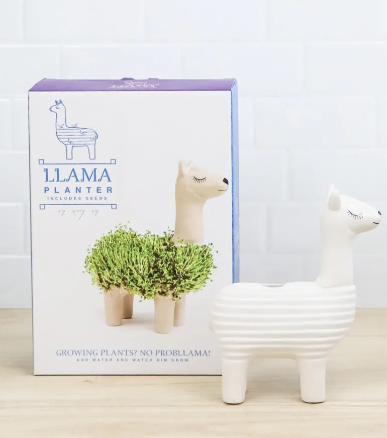 Lama à faire pousser