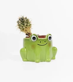 Pot à plante grenouille