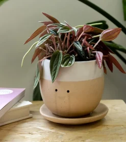 Pot à plante qui pleure (de joie)