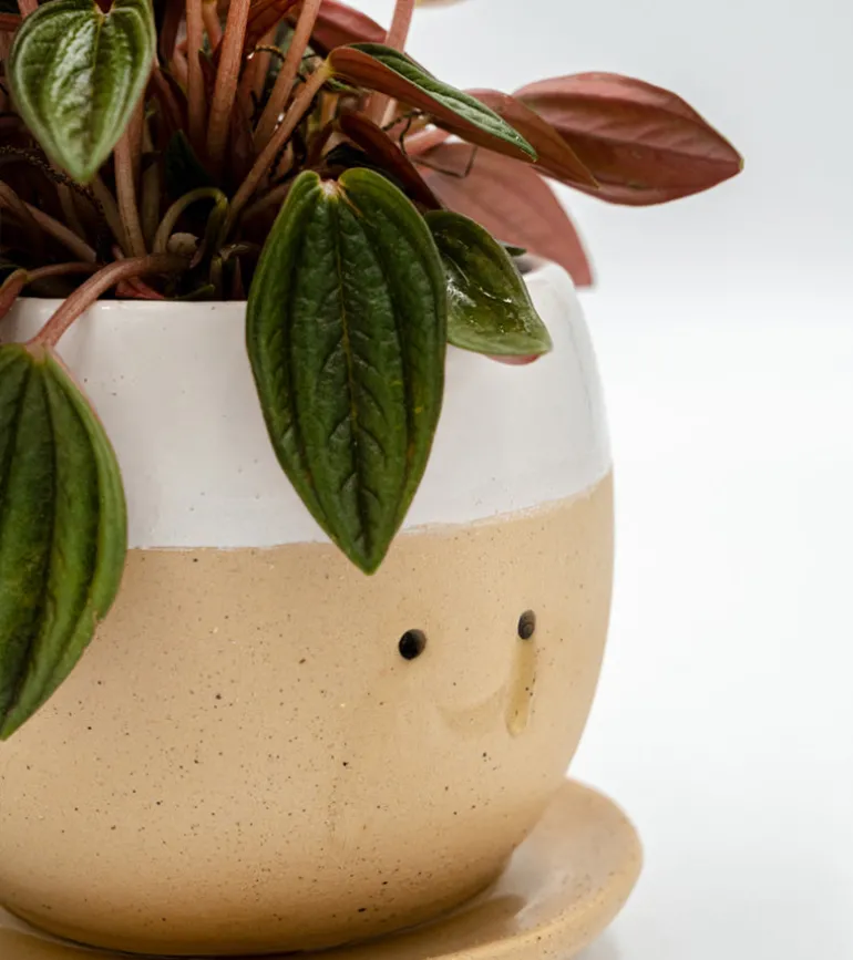 Pot à plante qui pleure (de joie)