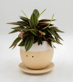 Pot à plante qui pleure (de joie)