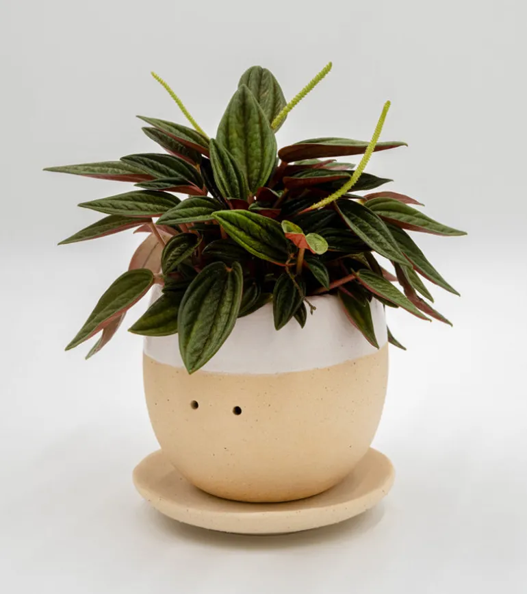 Pot à plante qui pleure (de joie)