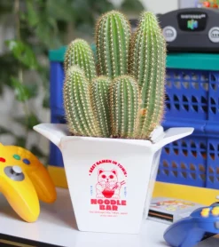 Pot à plantes Ramen