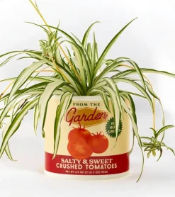 Pot à plantes sauce tomate