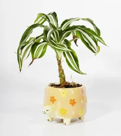 Pot à plantes tortue