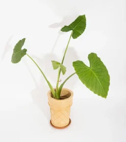 Pot de fleurs cornet de glace