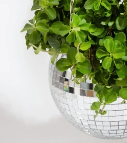 Pot de plantes disco boule à facettes