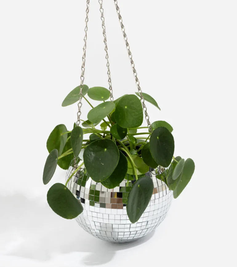 Pot de plantes disco boule à facettes