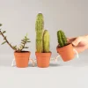 Pots à succulentes qui se tiennent la main