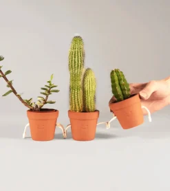 Pots à succulentes qui se tiennent la main
