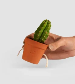 Pots à succulentes qui se tiennent la main