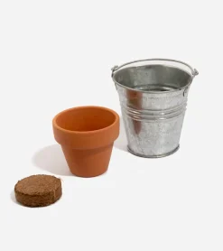 Trèfle à 4 feuilles à faire pousser