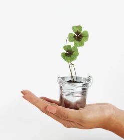 Trèfle à 4 feuilles à faire pousser