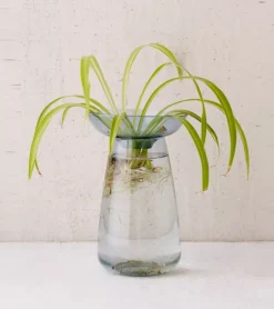 Vase à hydroculture